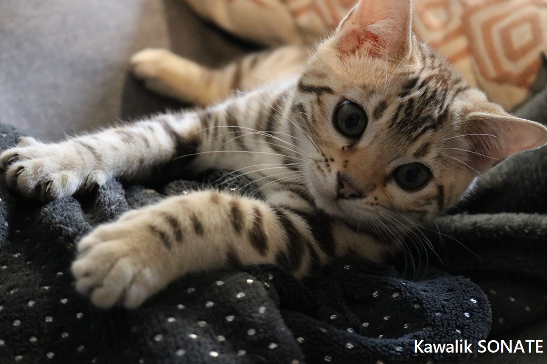bengal seal sepia rosettes